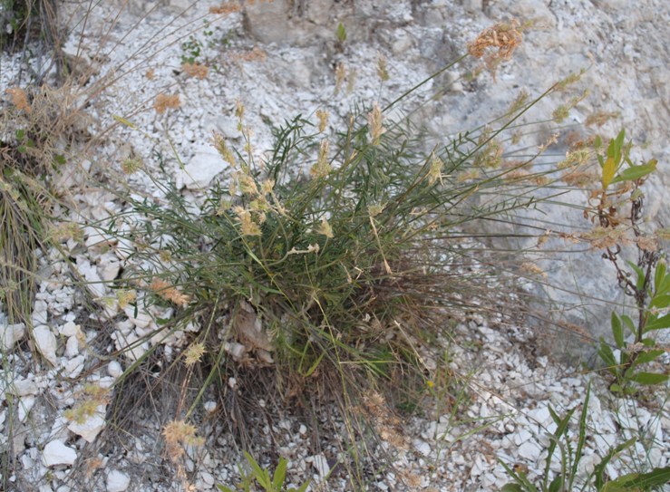 Onobrychis alba