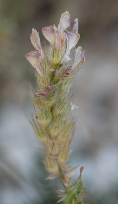 Onobrychis alba