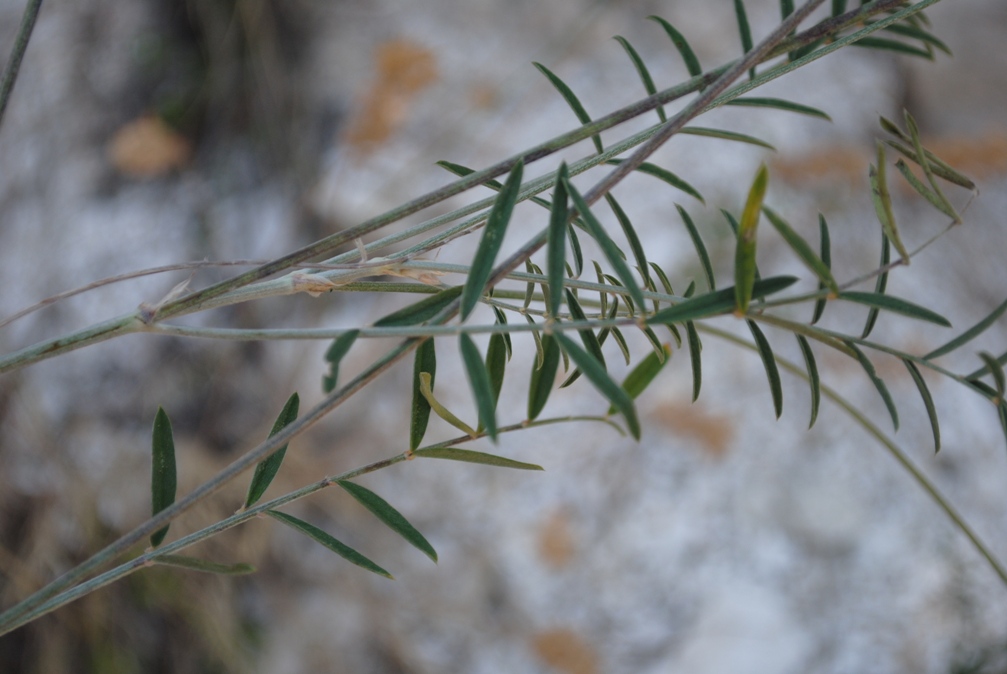 Onobrychis alba