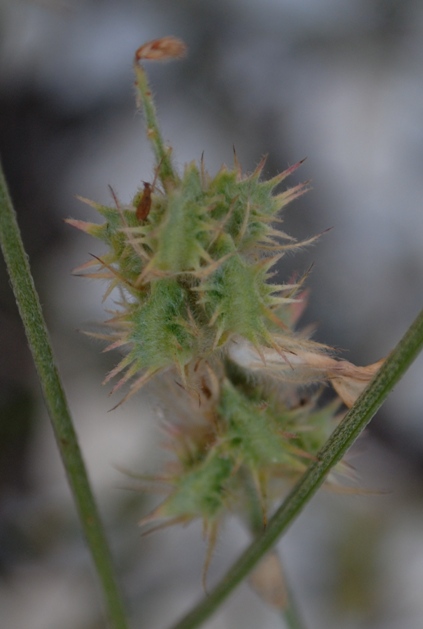 Onobrychis alba