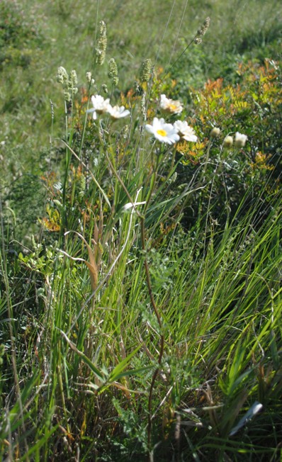 Asteracea: Tanacetum corymbosum?