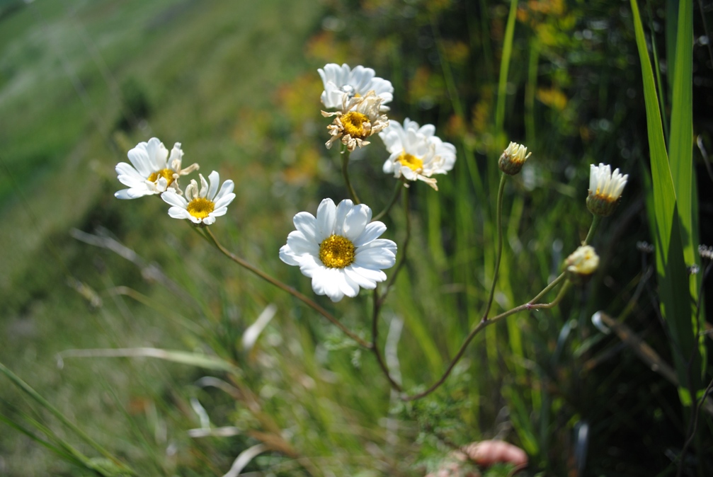 Asteracea: Tanacetum corymbosum?