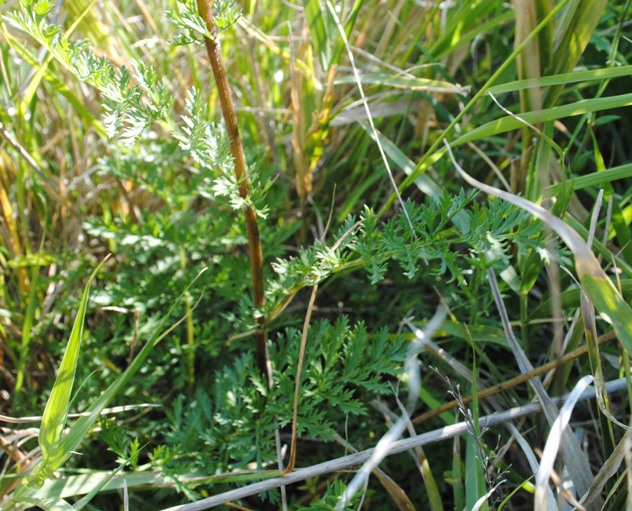 Asteracea: Tanacetum corymbosum?