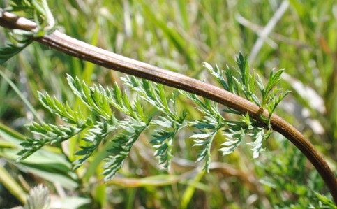 Asteracea: Tanacetum corymbosum?