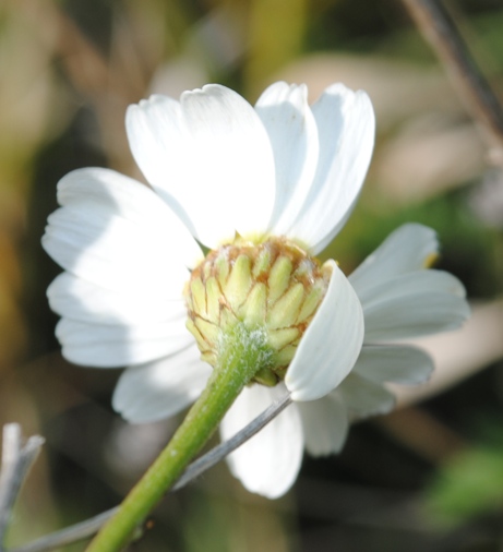 Asteracea: Tanacetum corymbosum?