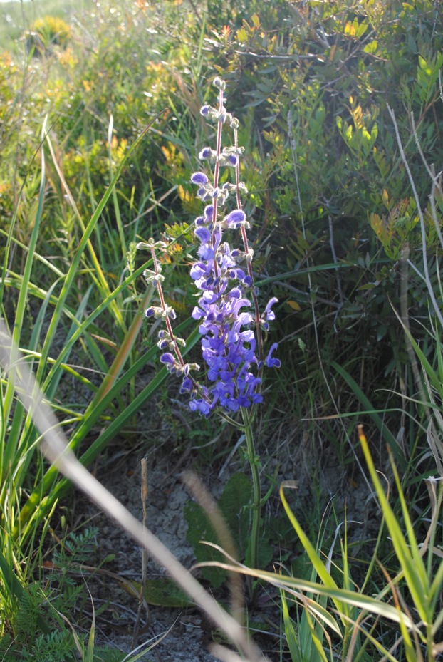 Salvia pratensis