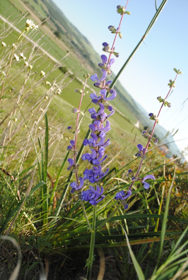 Salvia pratensis