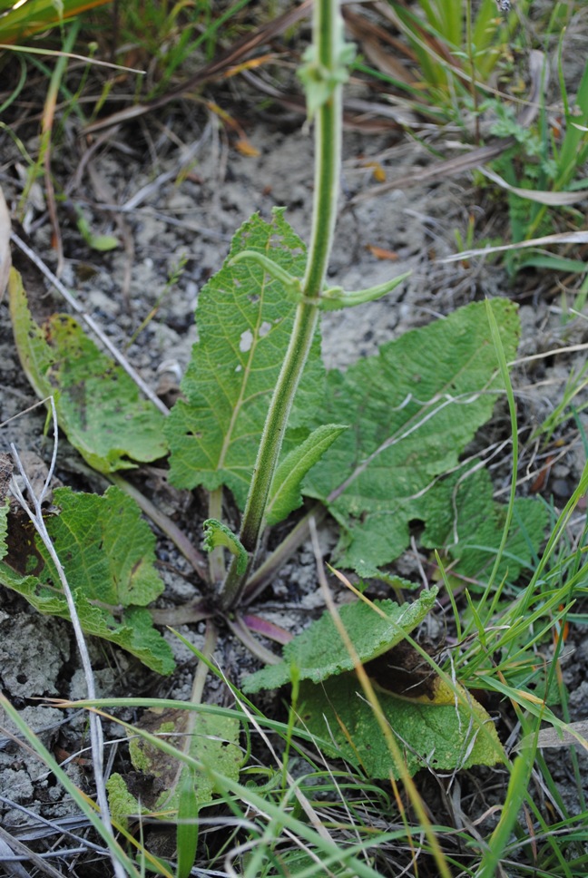 Salvia pratensis