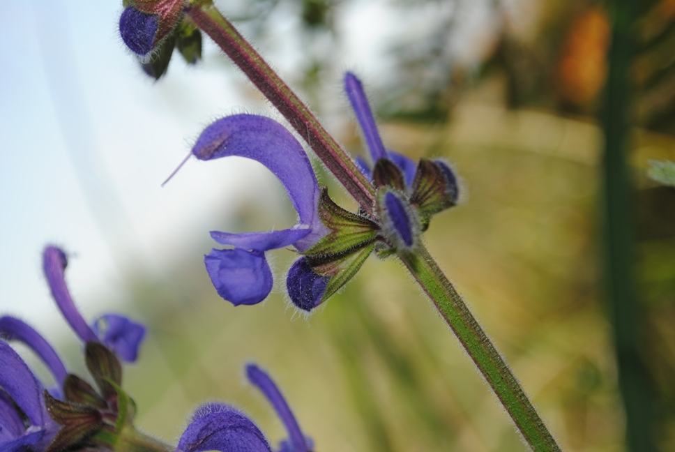 Salvia pratensis