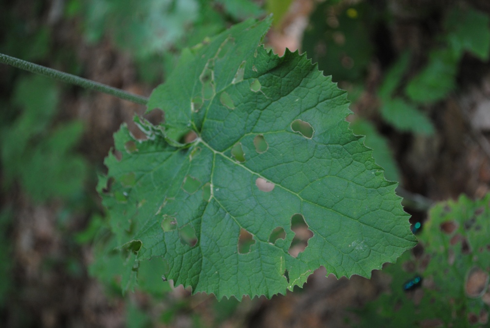 Adenostyles australis / Cavolaccio meridionale