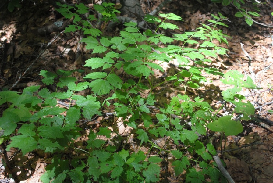 Nella faggeta : Actaea spicata