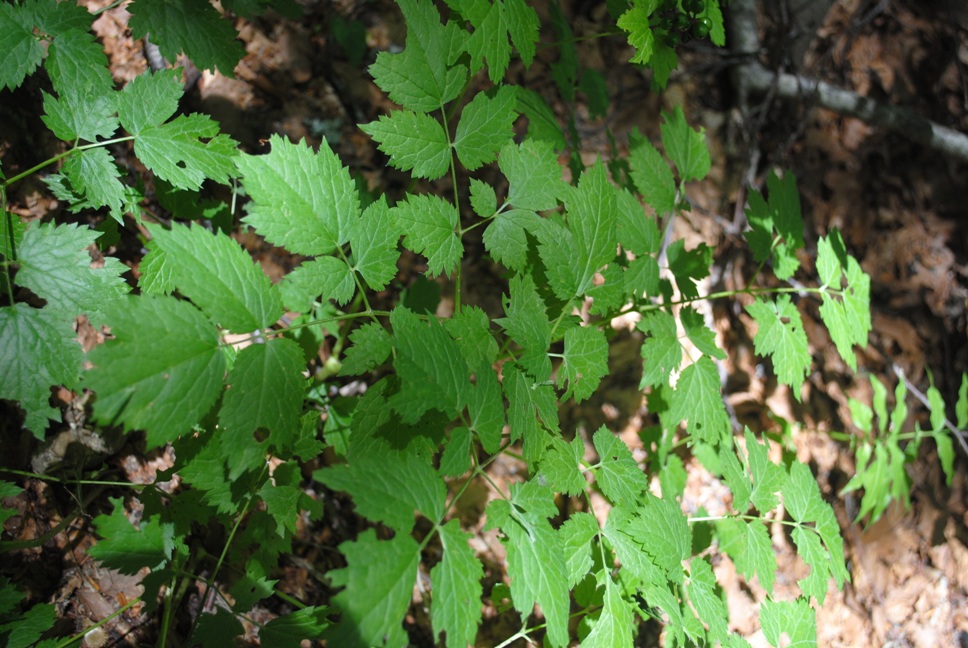 Nella faggeta : Actaea spicata