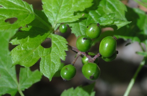 Nella faggeta : Actaea spicata