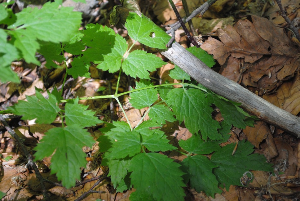 Nella faggeta : Actaea spicata