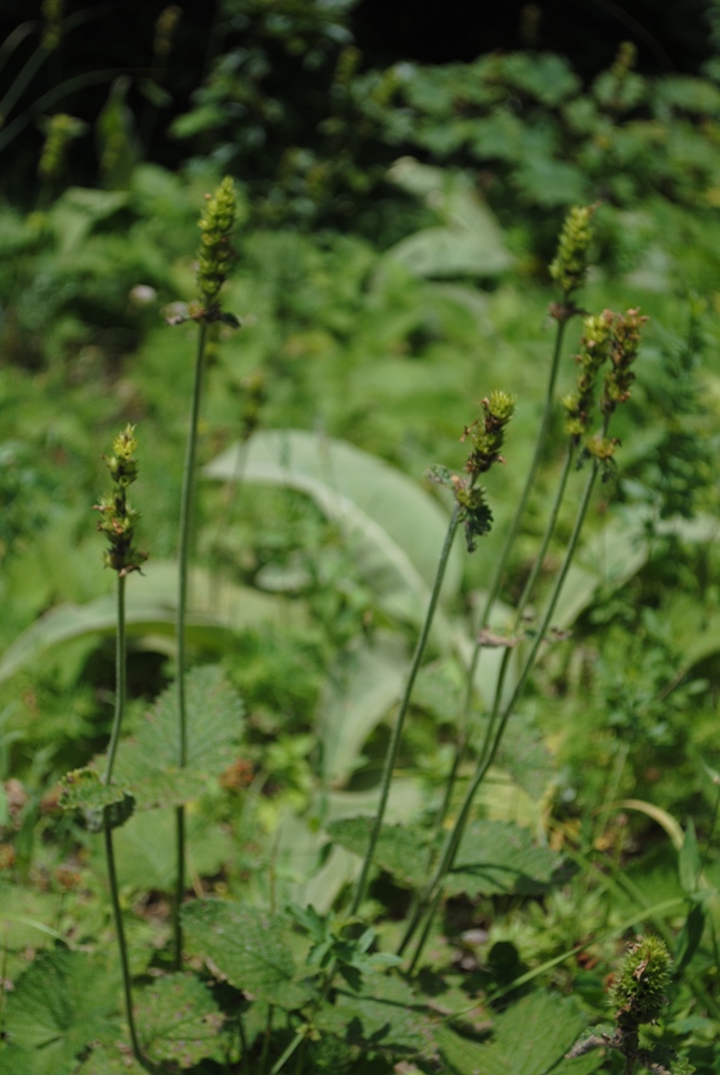 Betonica (=Stachys) alopecuros subsp. divulsa / Betonica lacerata