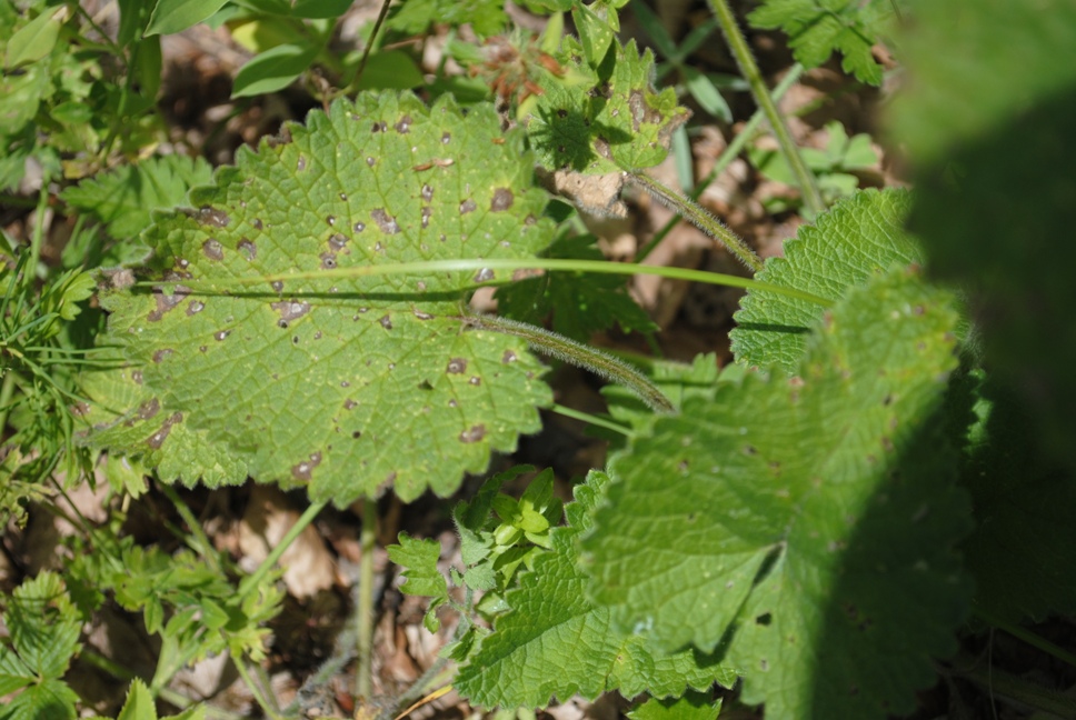 Betonica (=Stachys) alopecuros subsp. divulsa / Betonica lacerata