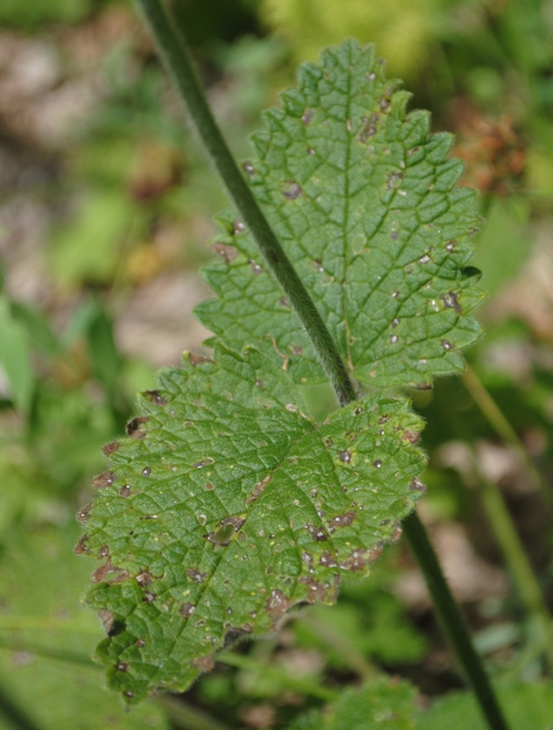 Betonica (=Stachys) alopecuros subsp. divulsa / Betonica lacerata