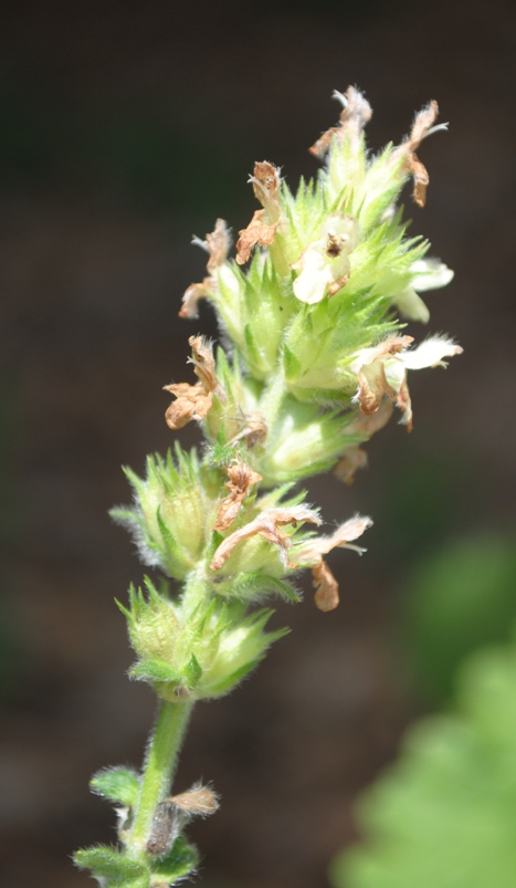 Betonica (=Stachys) alopecuros subsp. divulsa / Betonica lacerata