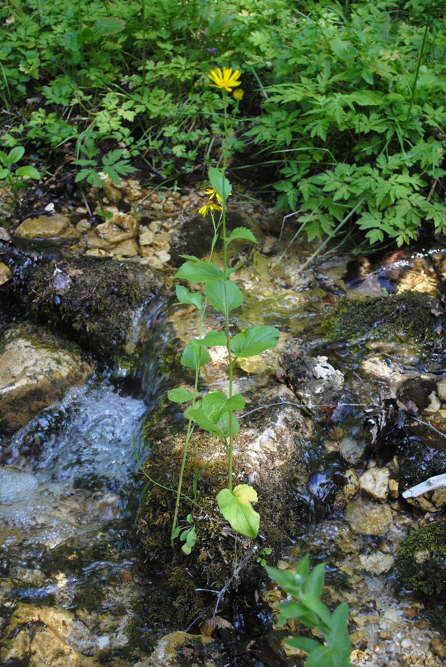 Jacobaea alpina subsp. samnitum / Senecio del Sannio