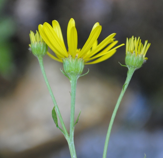 Jacobaea alpina subsp. samnitum / Senecio del Sannio