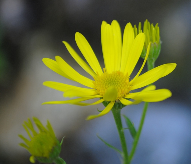 Jacobaea alpina subsp. samnitum / Senecio del Sannio