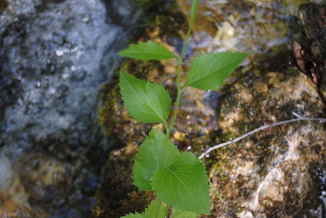 Jacobaea alpina subsp. samnitum / Senecio del Sannio