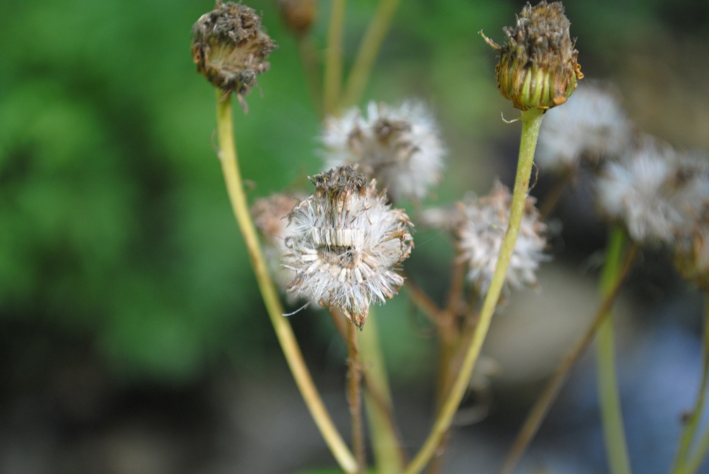 Jacobaea alpina subsp. samnitum / Senecio del Sannio