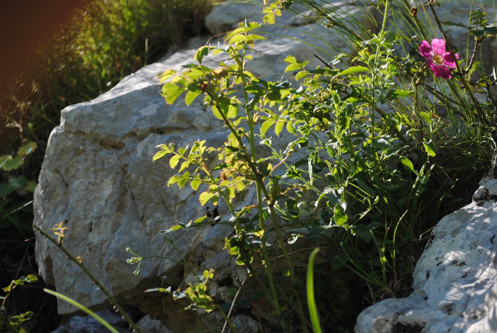 Rosa cfr. pendulina