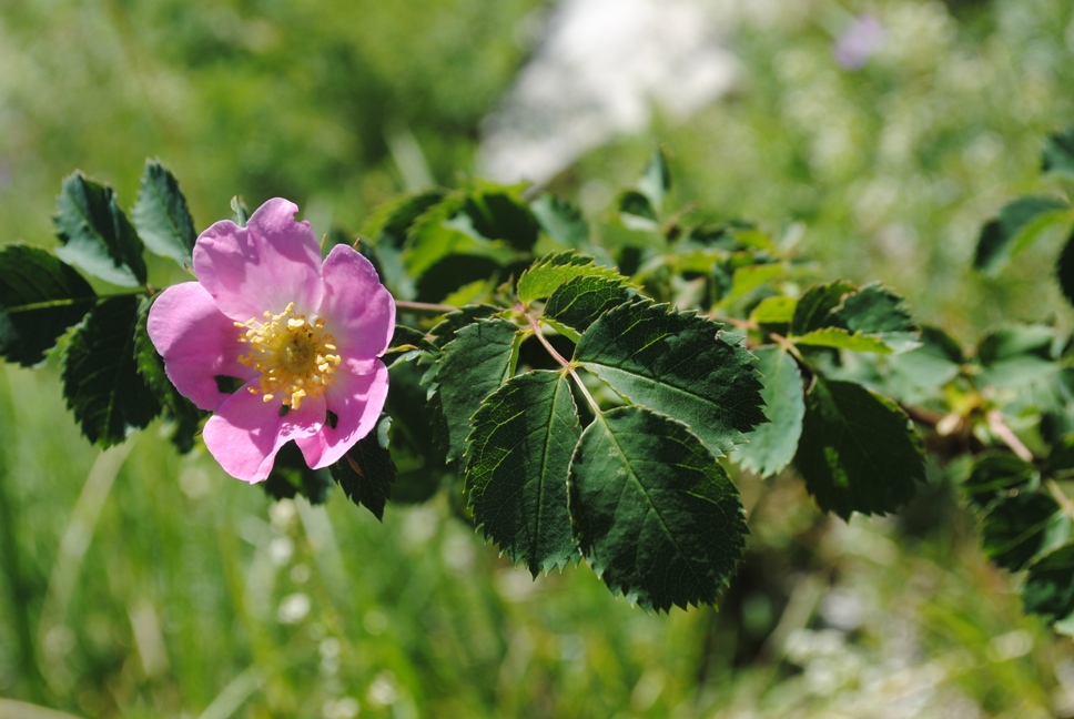 Rosa cfr. pendulina