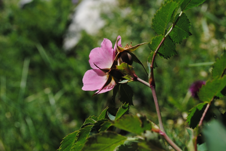 Rosa cfr. pendulina