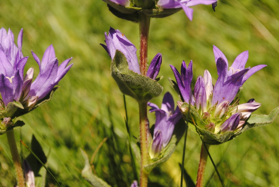 Campanula glomerata