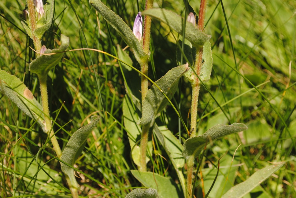 Campanula glomerata