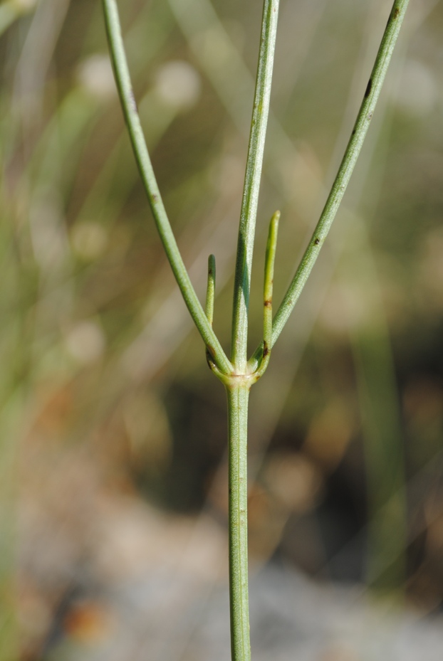 Dalmazia - Cephalaria leucantha