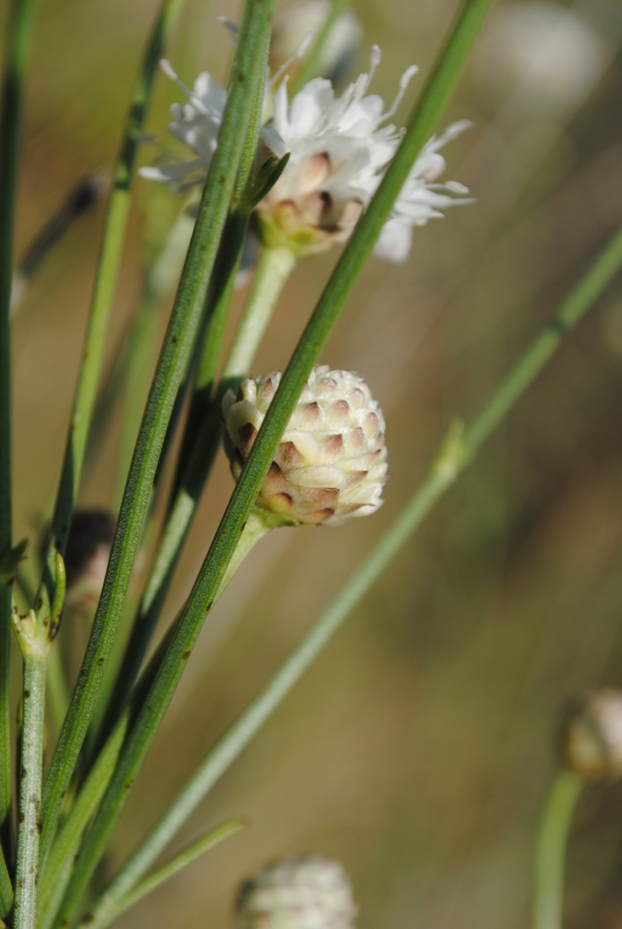 Dalmazia - Cephalaria leucantha