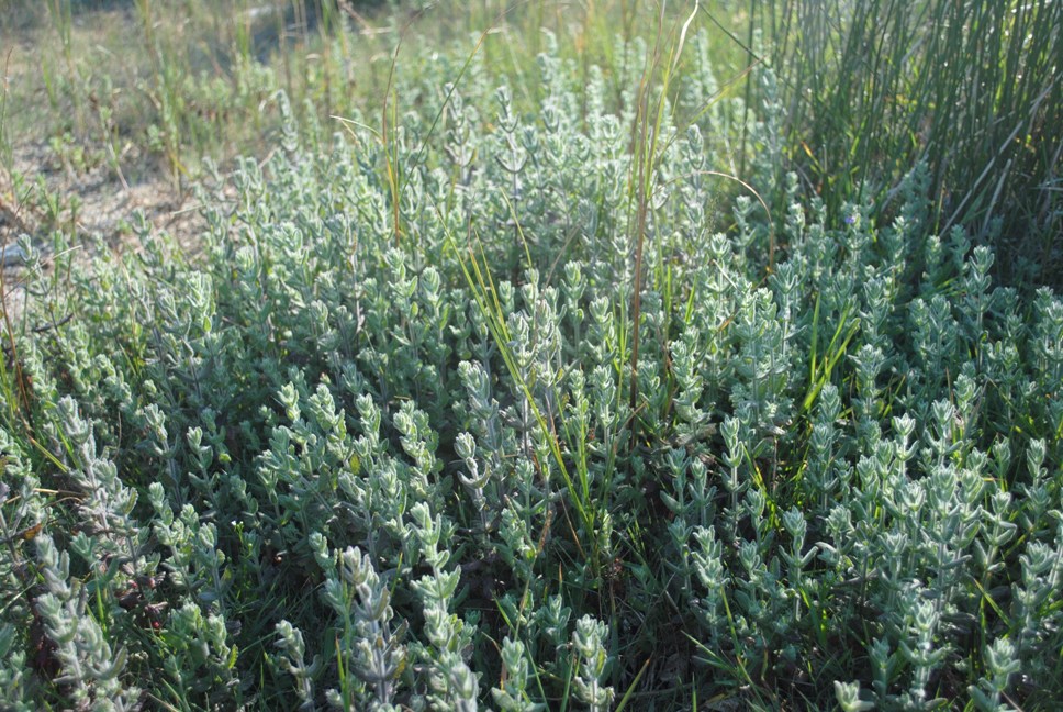 Teucrium scordium / Camedrio scordio