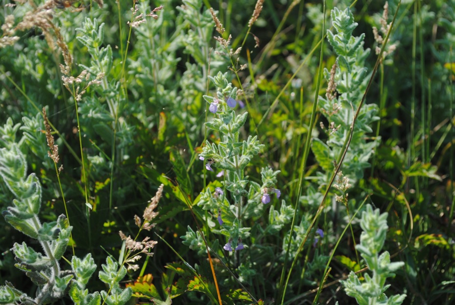 Teucrium scordium / Camedrio scordio