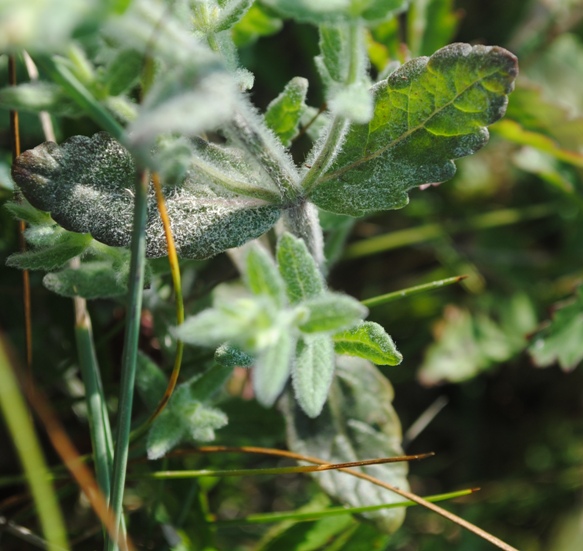 Teucrium scordium / Camedrio scordio