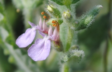 Teucrium scordium / Camedrio scordio