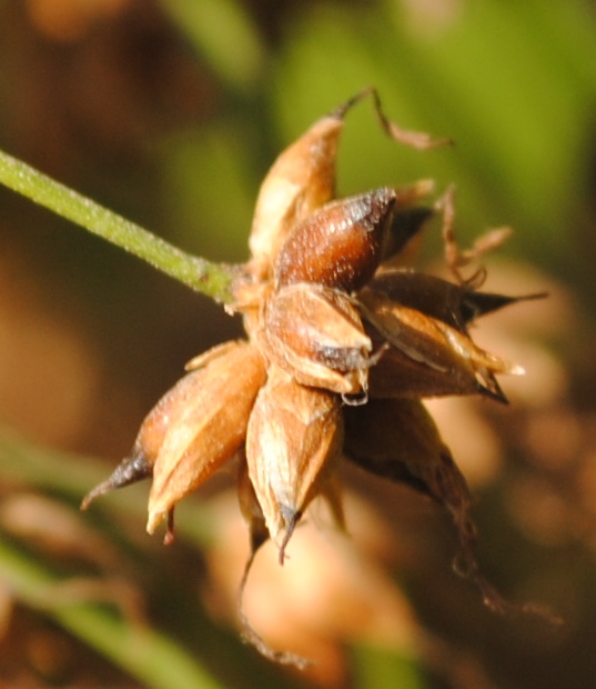 Dalmazia - Cladium mariscus