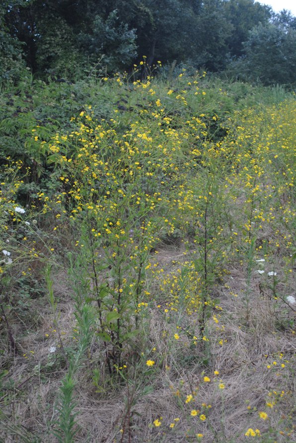 Senecio erraticus