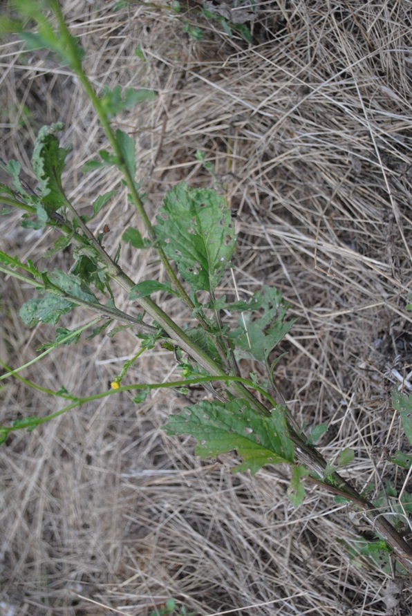 Senecio erraticus