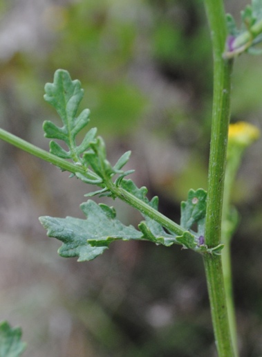 Senecio erraticus