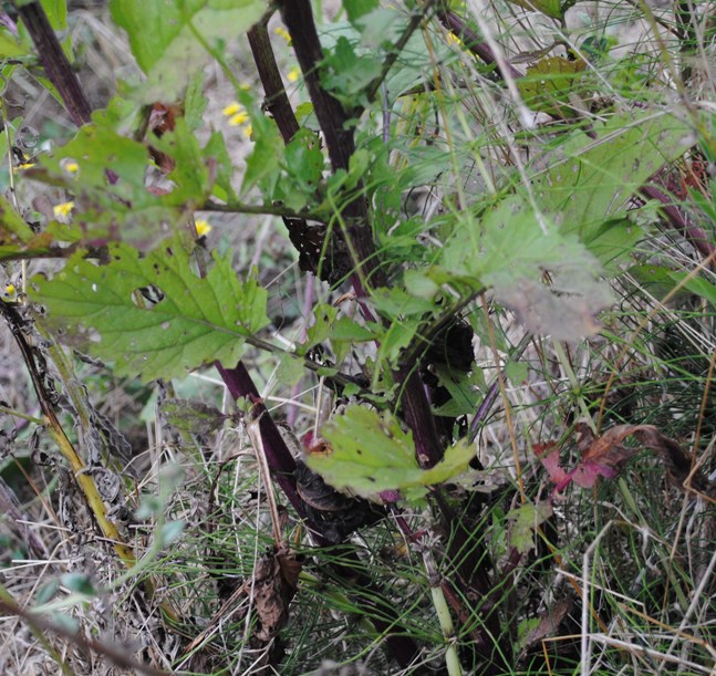 Senecio erraticus