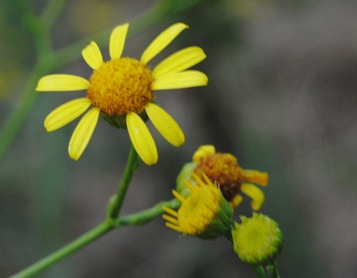 Senecio erraticus