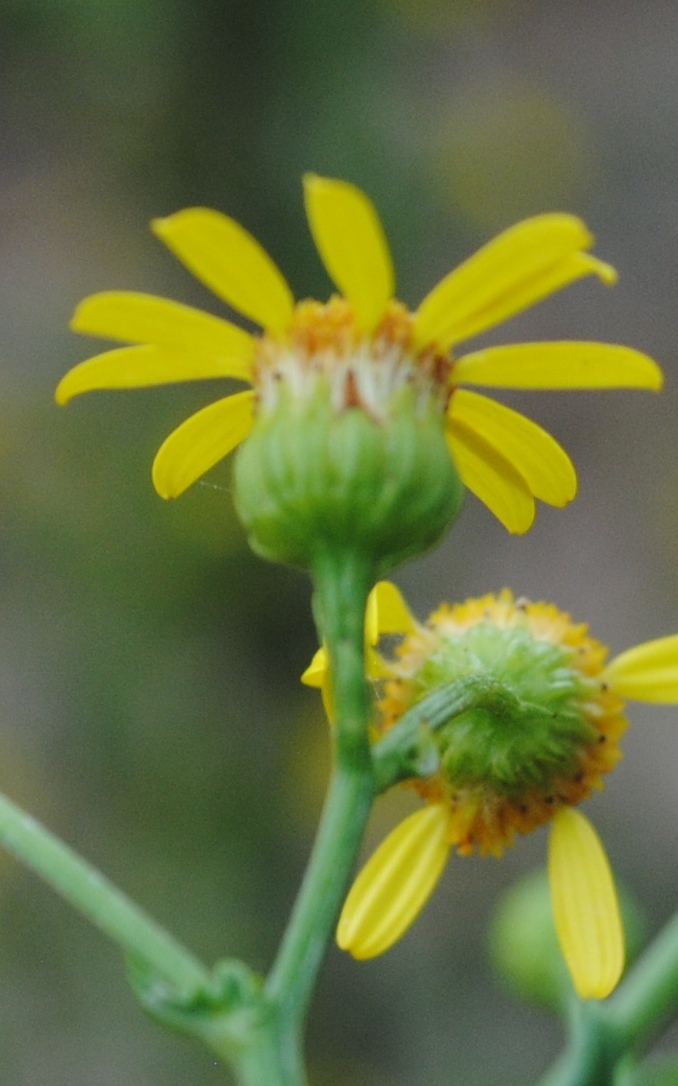 Senecio erraticus