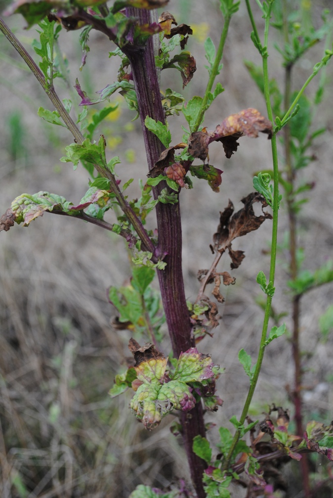 Senecio erraticus