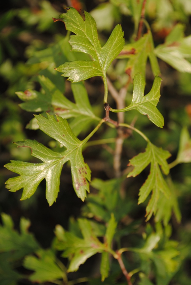 Crataegus