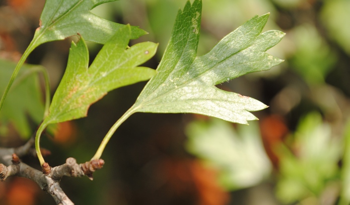 Crataegus