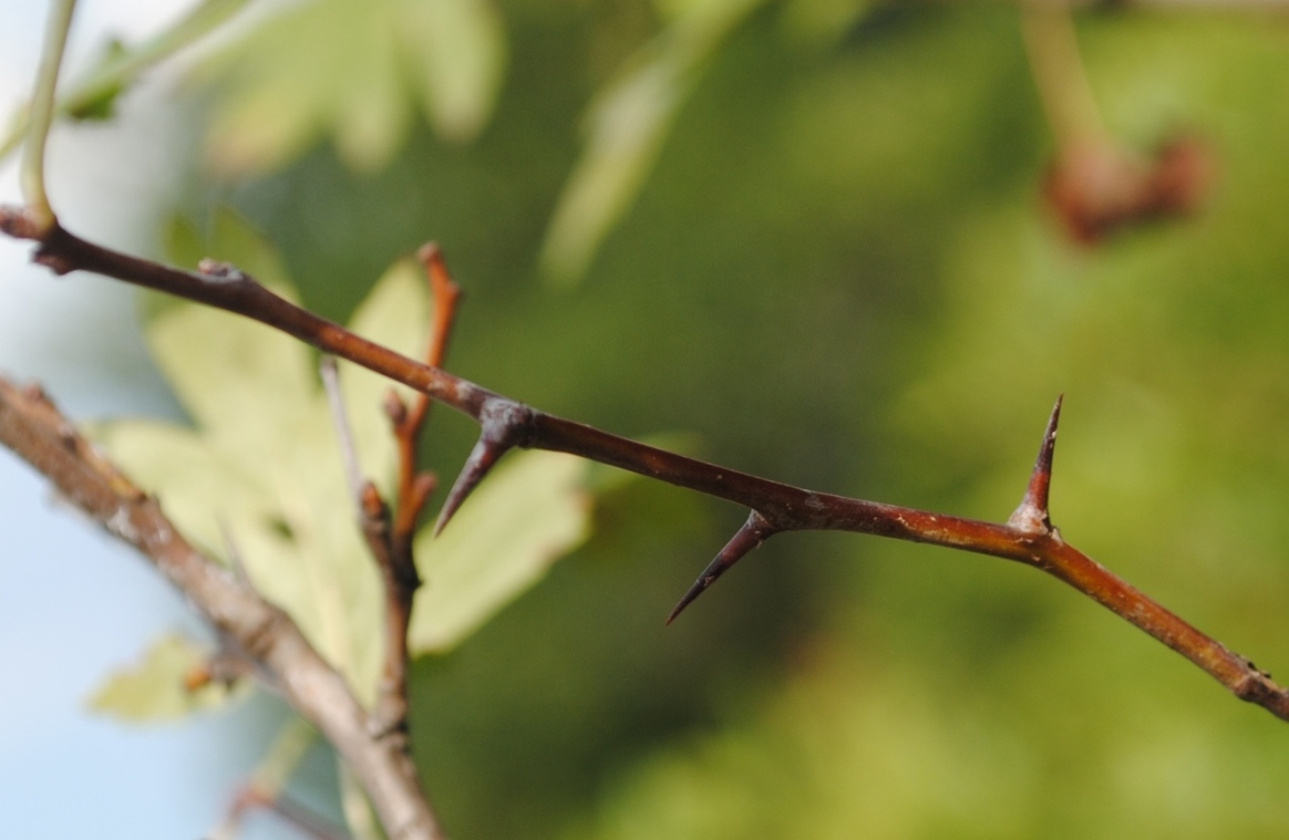 Crataegus