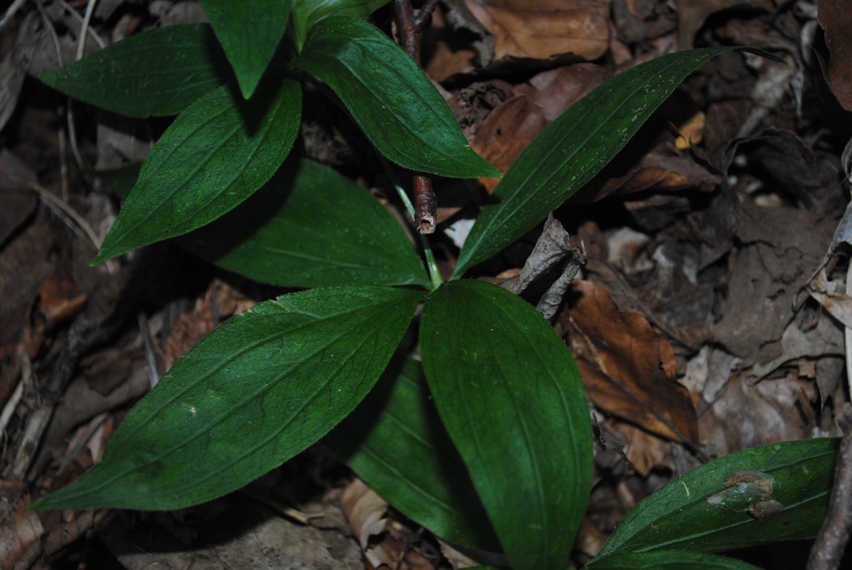 Asperula taurina